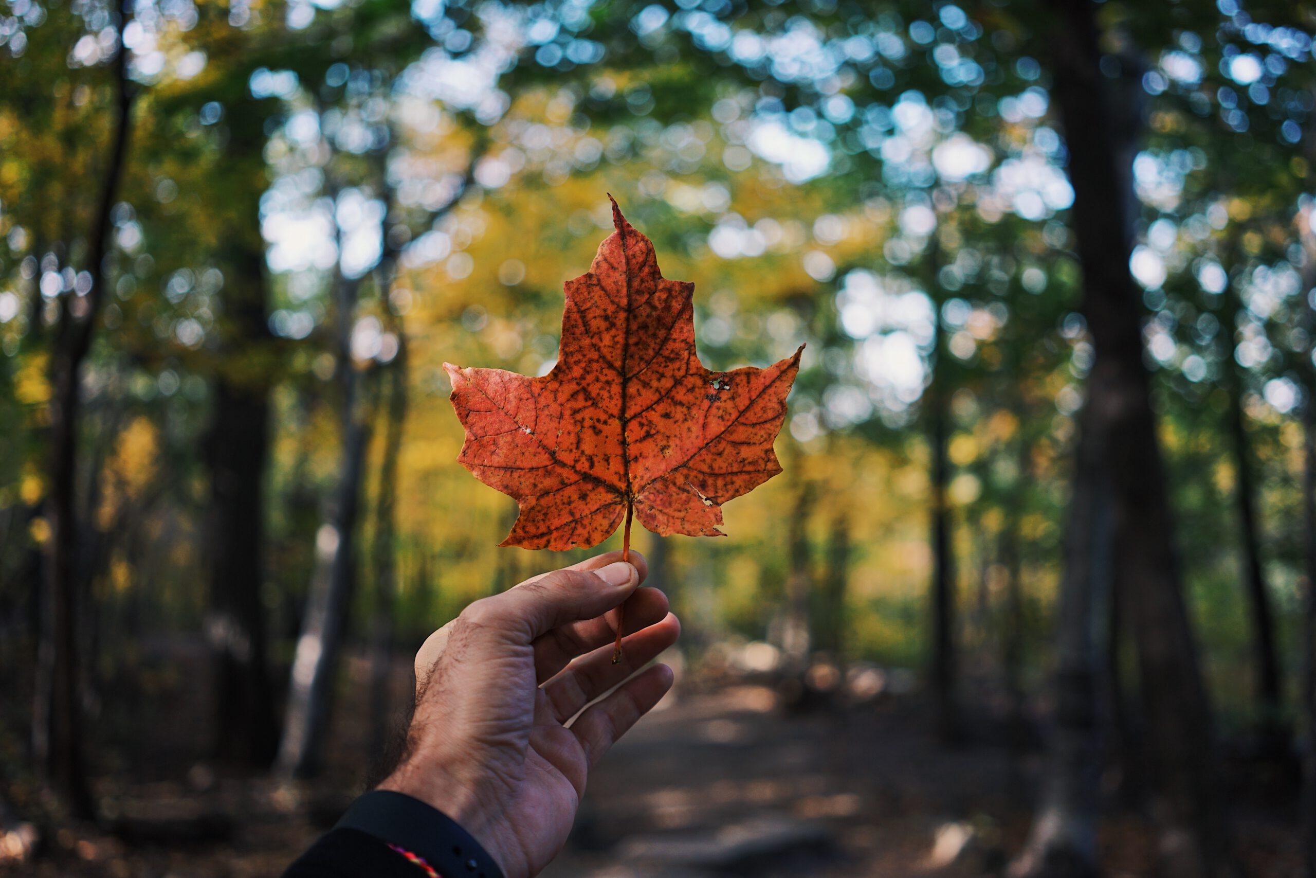 A photo of a hand holding a maple leaf, with a forest in the background.